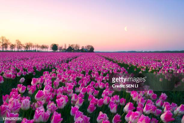 sunrise landscapes of a pink tulip field in keukenhof, lisse at sunrise in netherlands - keukenhof gardens stock pictures, royalty-free photos & images