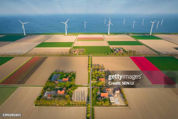 aerial view of the colorful tulip fields and farmhouses with rows of grand wind turbines in noordoostpolder part of netherlands - south holland ストックフォトと画像