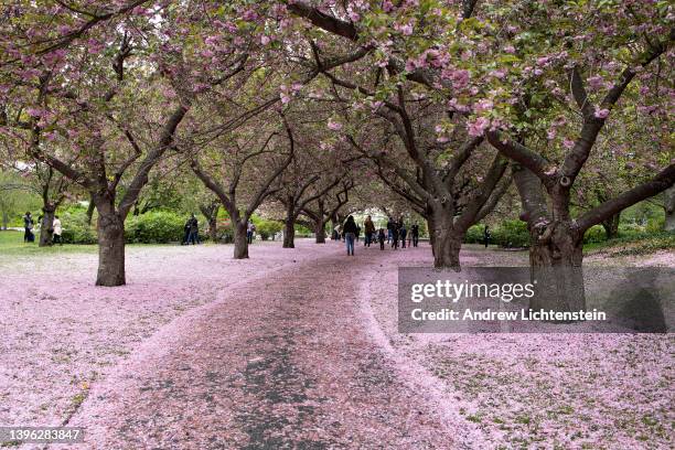 After several days of rain, cherry blossoms carpet the ground at the Brooklyn Botanical Gardens on May 8, 2022 in Brooklyn, New York. "n