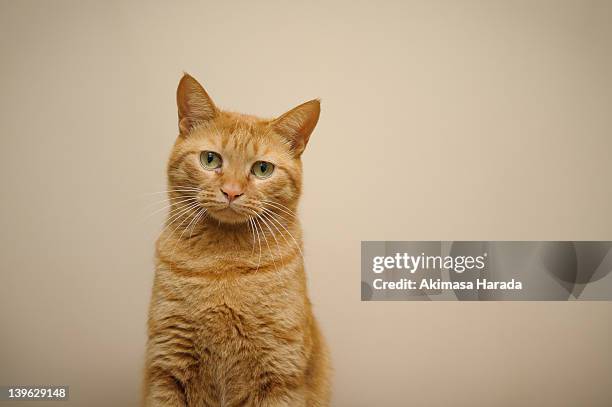 22 341点の猫 正面のストックフォト Getty Images 22 341点の猫 正面のストックフォト Getty Images