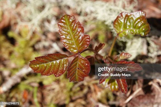 poison oak - toxicodendron diversilobum stock pictures, royalty-free photos & images