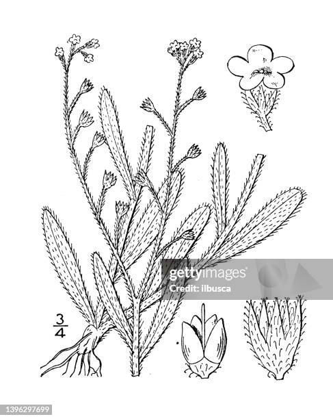 antique botany plant illustration: myosotis arvensis, field scorpion grass - myosotis arvensis stock illustrations