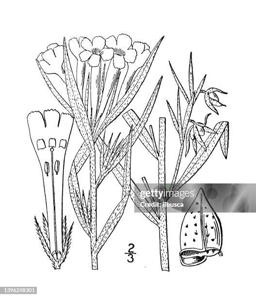 antique botany plant illustration: lithospermum angustifolium, narrow leaved puccoon - tapered roots stock illustrations