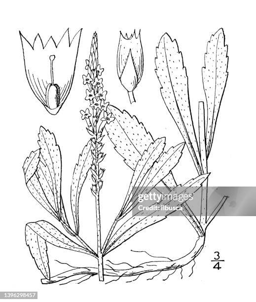antique botany plant illustration: verbena angustifolia, narrow leaved vervain - tapered roots stock illustrations