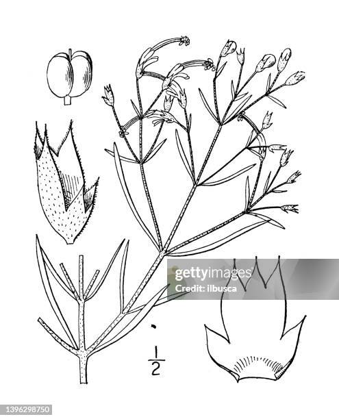 antique botany plant illustration: trichostema lineare, narrow leaved blue curls - tapered roots stock illustrations