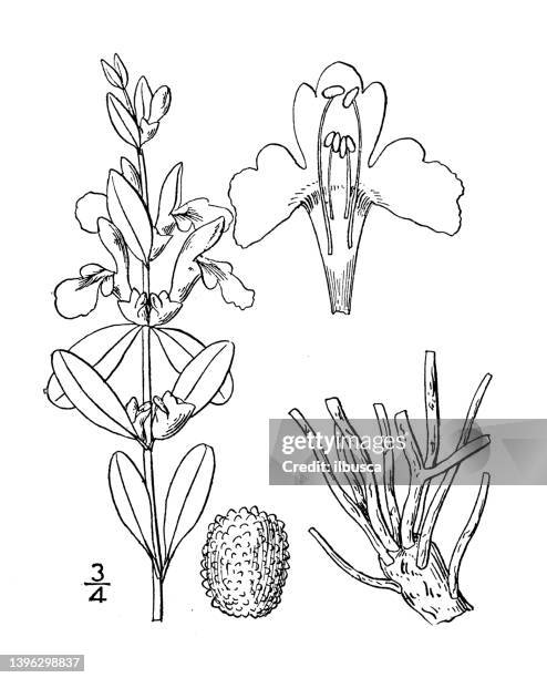 antique botany plant illustration: scutellaria resinosa, resinous skullcap - red pine stock illustrations