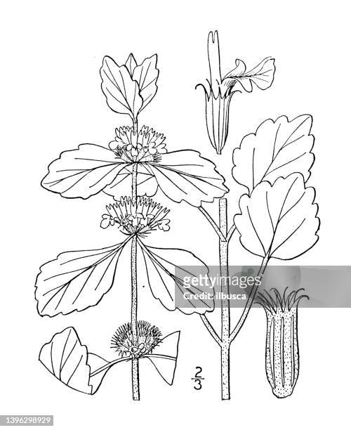 antike botanische pflanzenillustration: marrubium vulgare, weißer hoarhound - marrubium stock-grafiken, -clipart, -cartoons und -symbole