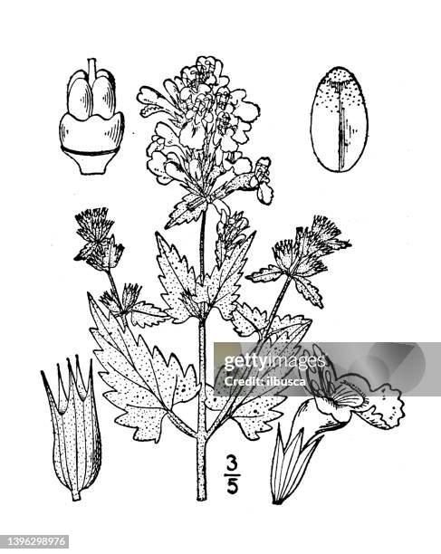 antike botanische pflanzenillustration: nepeta cataria, catmint, catnip - catmint stock-grafiken, -clipart, -cartoons und -symbole