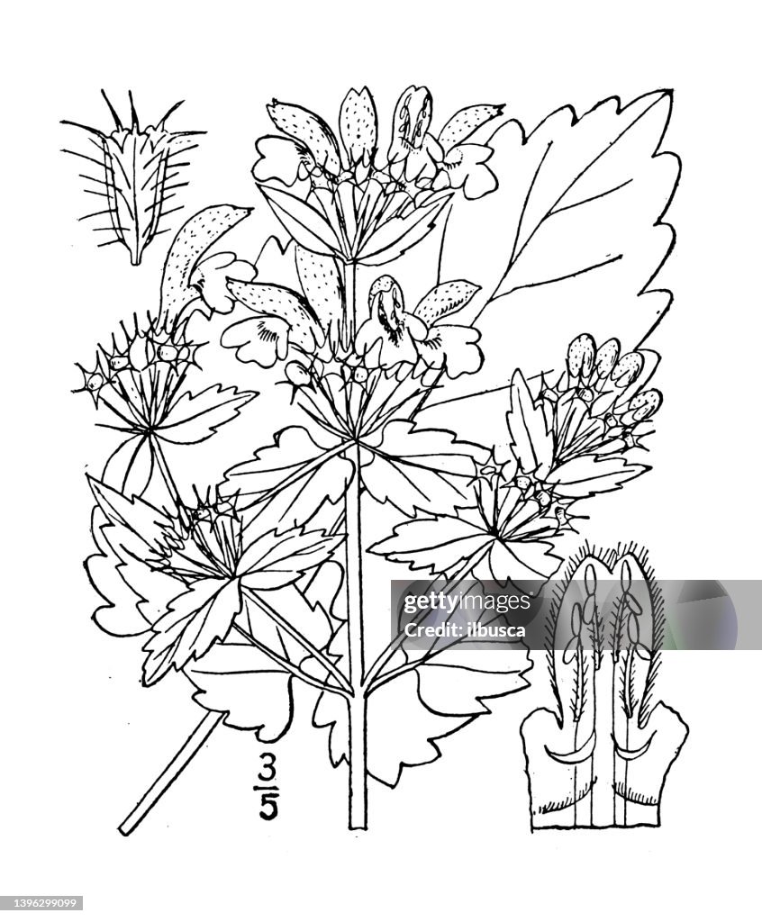 Antique botany plant illustration: Phlomis tuberosa, Jerusalem sage