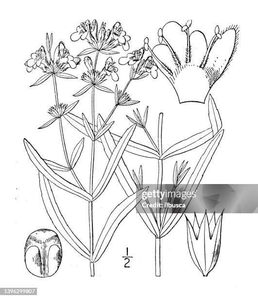 antique botany plant illustration: stachys hyssopifolia, hyssop hedge nettle - hedge hyssop stock illustrations