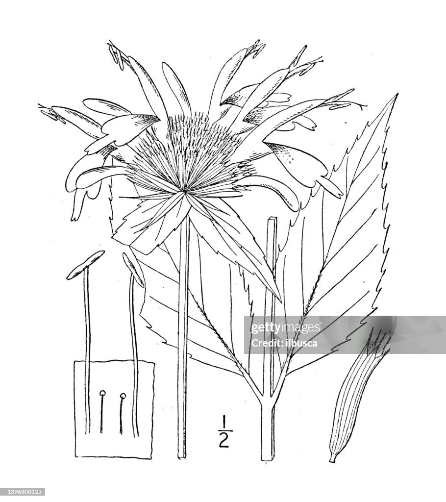 Antique botany plant illustration: Monarda didyma, Oswego tea, American bee balm
