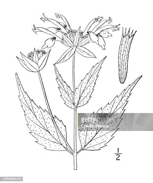 antike botanische pflanzenillustration: monarda clinopodia, basalbalsam - monada stock-grafiken, -clipart, -cartoons und -symbole