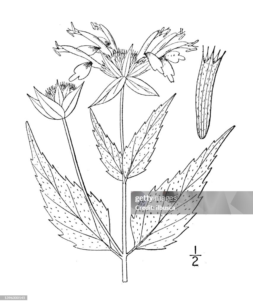 Antique botany plant illustration: Monarda Clinopodia, Basal balm