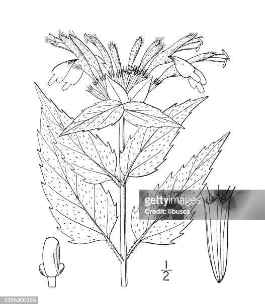 antike botanische pflanzenillustration: monarda fistulosa, wilde bergamotte - monada stock-grafiken, -clipart, -cartoons und -symbole