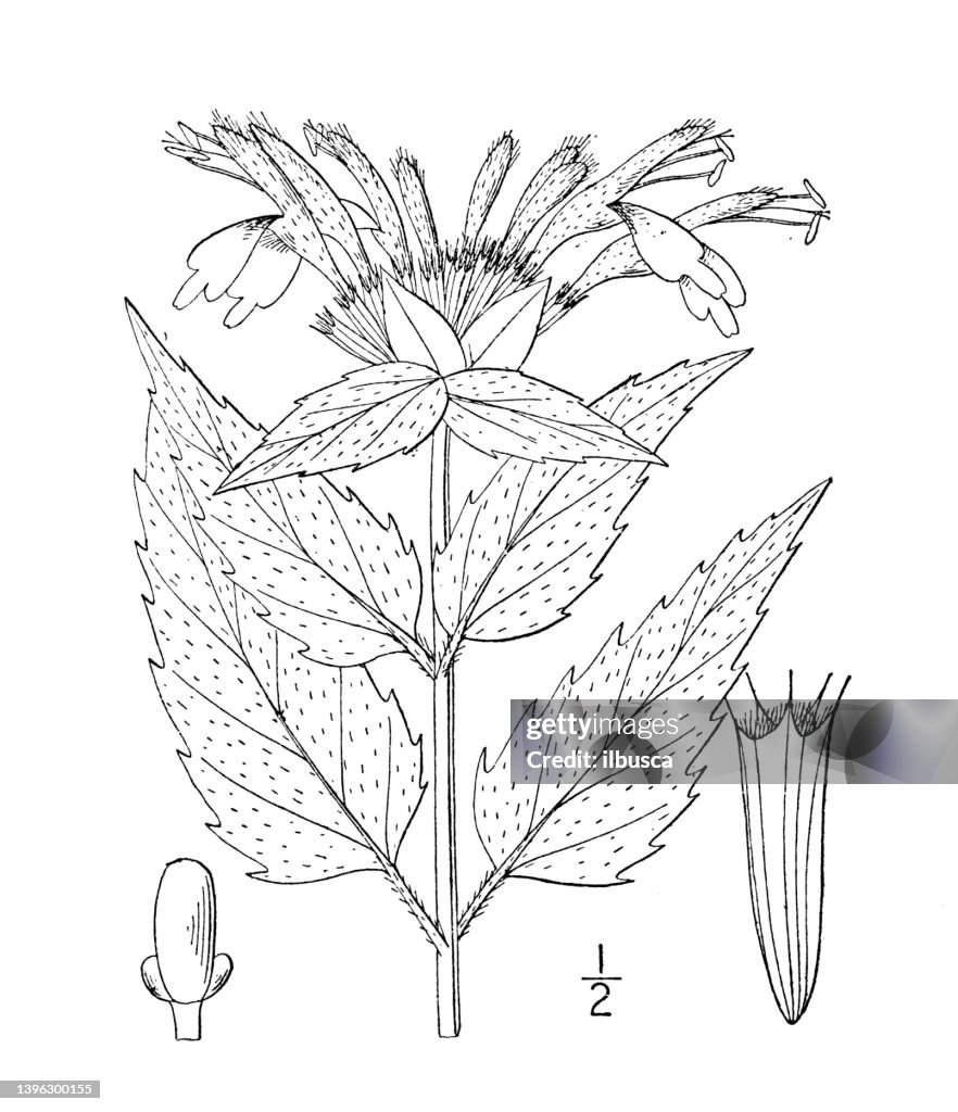 Antique botany plant illustration: Monarda Fistulosa, Wild bergamot