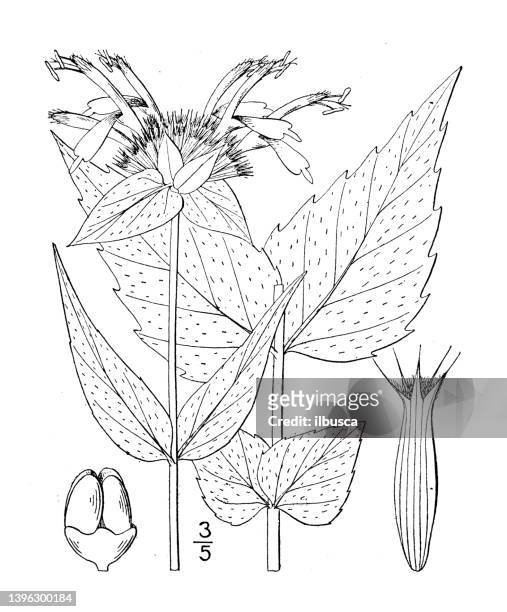 antike botanische pflanzenillustration: monarda bradburiana, bradburys bergamotte - monada stock-grafiken, -clipart, -cartoons und -symbole