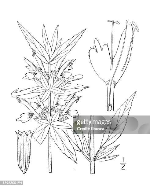 antike botanische pflanzenillustration: monarda punctata, pferdeminze - monada stock-grafiken, -clipart, -cartoons und -symbole