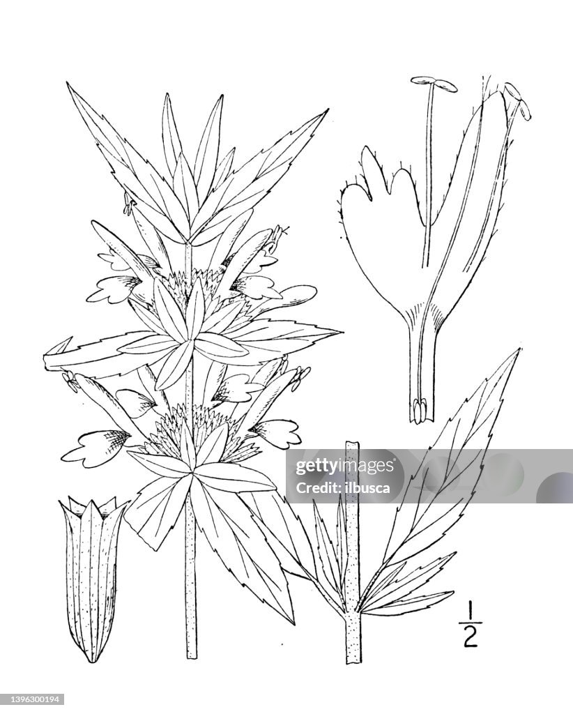 Antique botany plant illustration: Monarda punctata, Horse mint