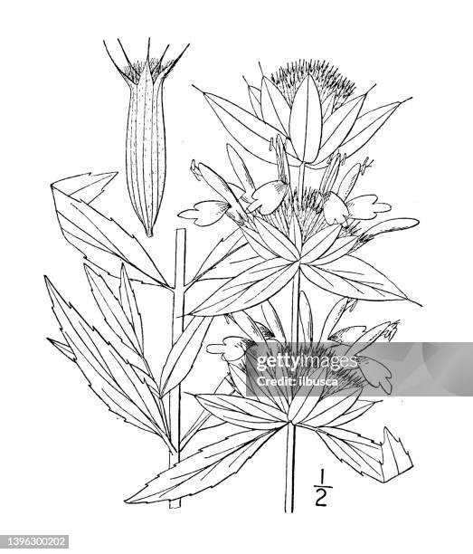 antique botany plant illustration: monarda citriodora, lemon monarda - lemon bergamot stock illustrations