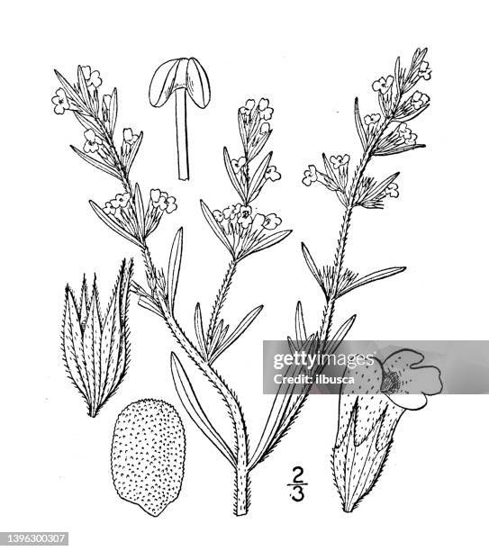 antike botanische pflanzenillustration: satureia hortensis, herzhaft - bohnenkraut stock-grafiken, -clipart, -cartoons und -symbole