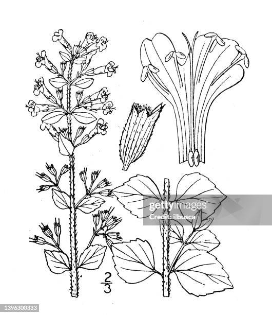 antique botany plant illustration: clinopodium nepeta, field balm - catmint stock illustrations