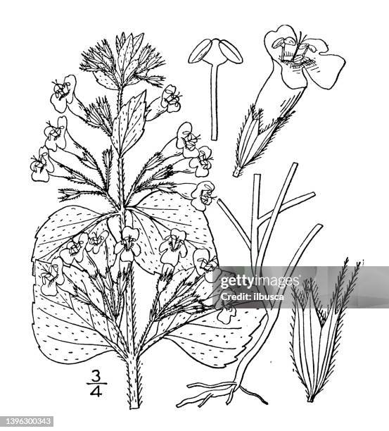 antique botany plant illustration: clinopodium calamintha, calamint, calamint balm - calamintha stock illustrations