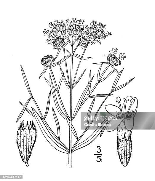 antique botany plant illustration: koellia flexuosa, narrow leaved mountain mint - tapered roots stock illustrations