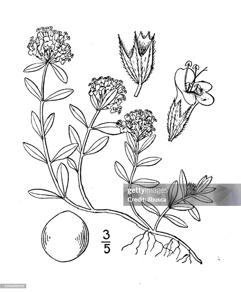 Antique botany plant illustration: Thymus Serphyllum, Wild Thyme