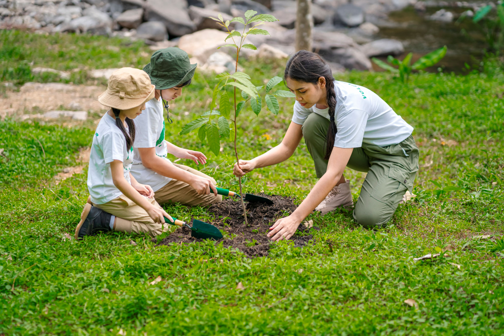 forest restoration