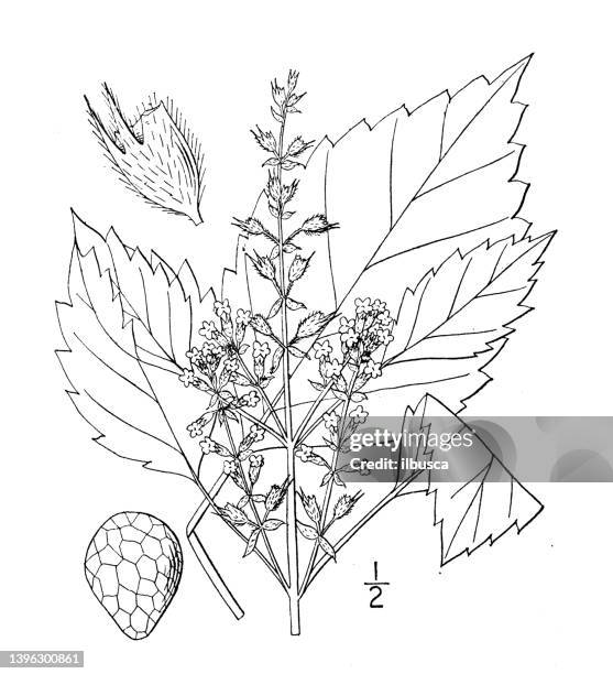 antique botany plant illustration: perilla frutescens, perilla - shiso stock illustrations