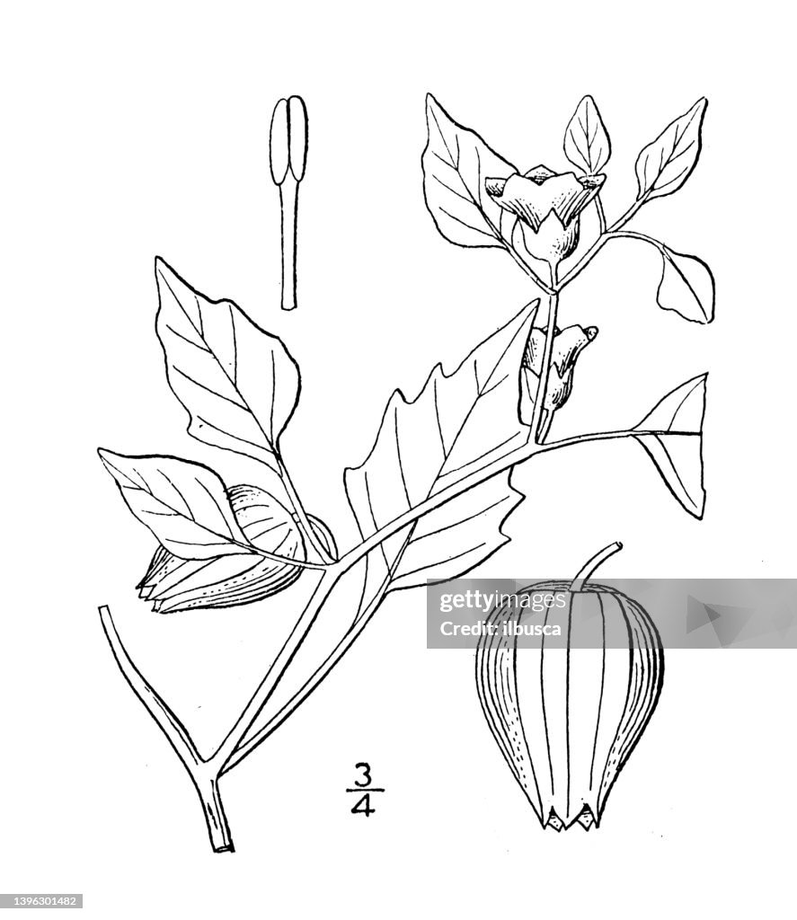 Antique botany plant illustration: Physalis ixocarpa, Tomatillo, Mexican ground cherry
