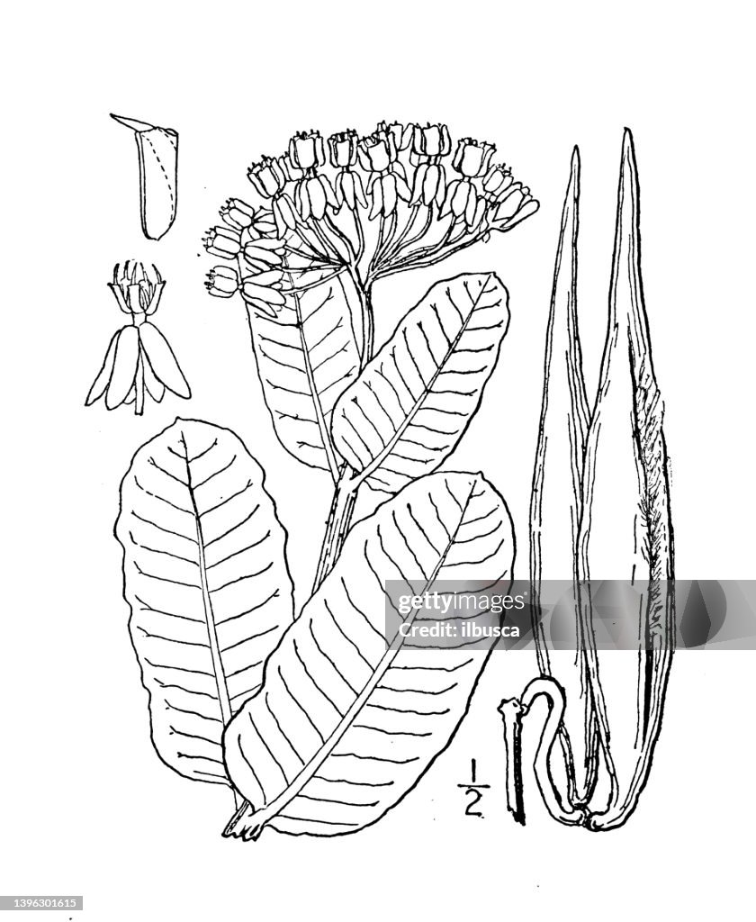 Antique botany plant illustration: Asclepias obtusifolia, Blunt leaved Milkweed