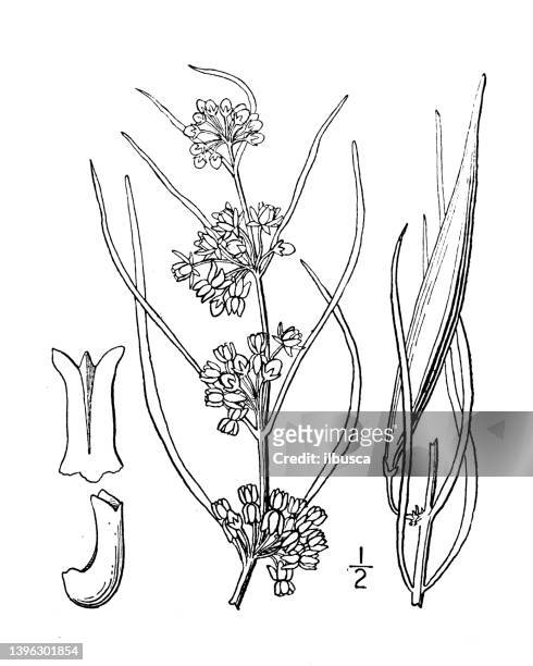 antique botany plant illustration: acerates angustifolia, narrow leaved milkweed - tapered roots stock illustrations