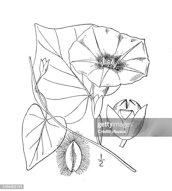 antique botany plant illustration: ipomoea pandurata, wild potato vine - solanum jasminoides stock illustrations