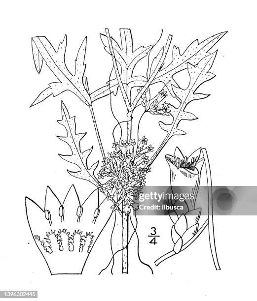 antique botany plant illustration: cuscuta cuspidata, cuspidate dodder - cuscuta stock illustrations
