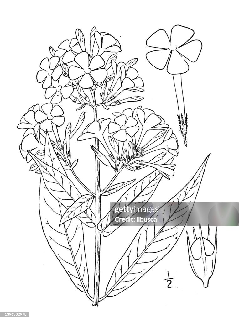 Antique botany plant illustration: Phlox paniculata, garden phlox