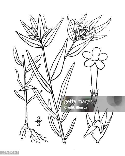 antique botany plant illustration: collomia linearis, narrow leaved collomia - tapered roots stock illustrations