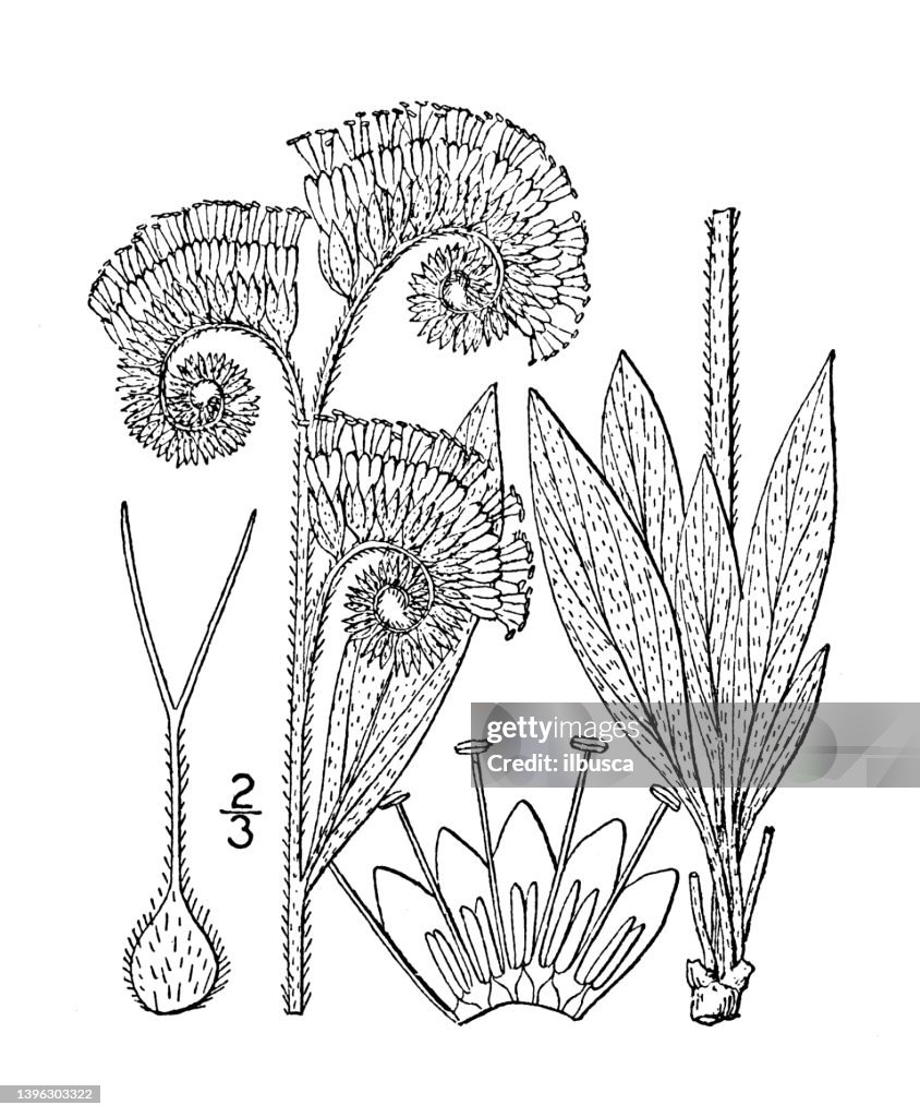 Antique botany plant illustration: Phacelia leucophylla, Silky phacelia