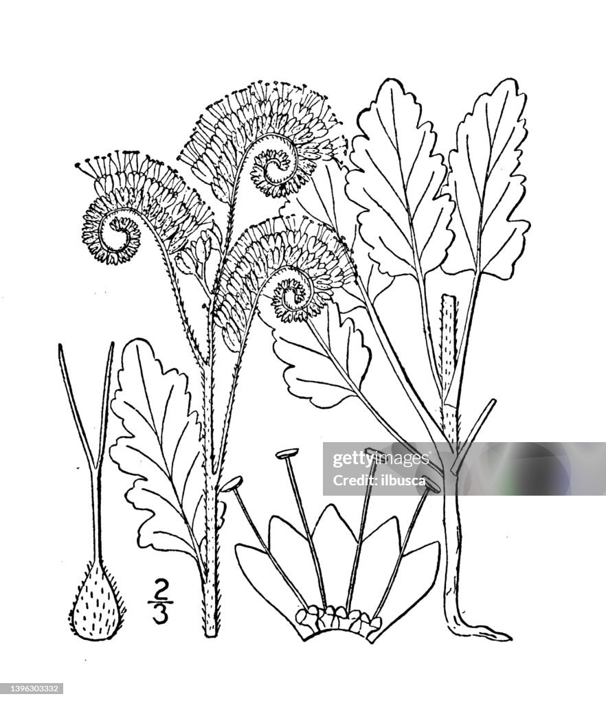 Antique botany plant illustration: Phacelia integrifolia, Crenate leaved phacelia