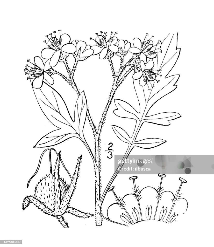 Antique botany plant illustration: Phacelia bipinnatifida, loose flowered phacelia