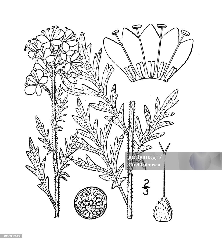 Antique botany plant illustration: Phacelia Franklinii, Franklin's phacelia