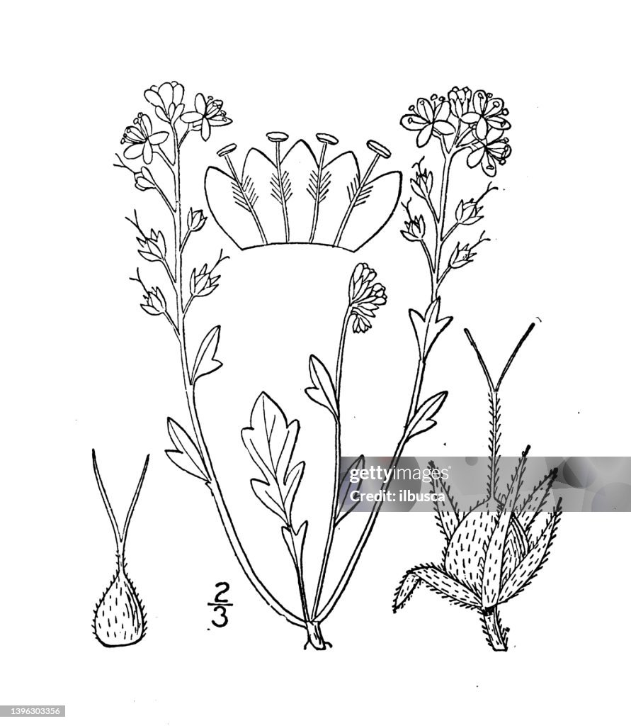 Antique botany plant illustration: Phacelia dubia, Small flowered phacelia