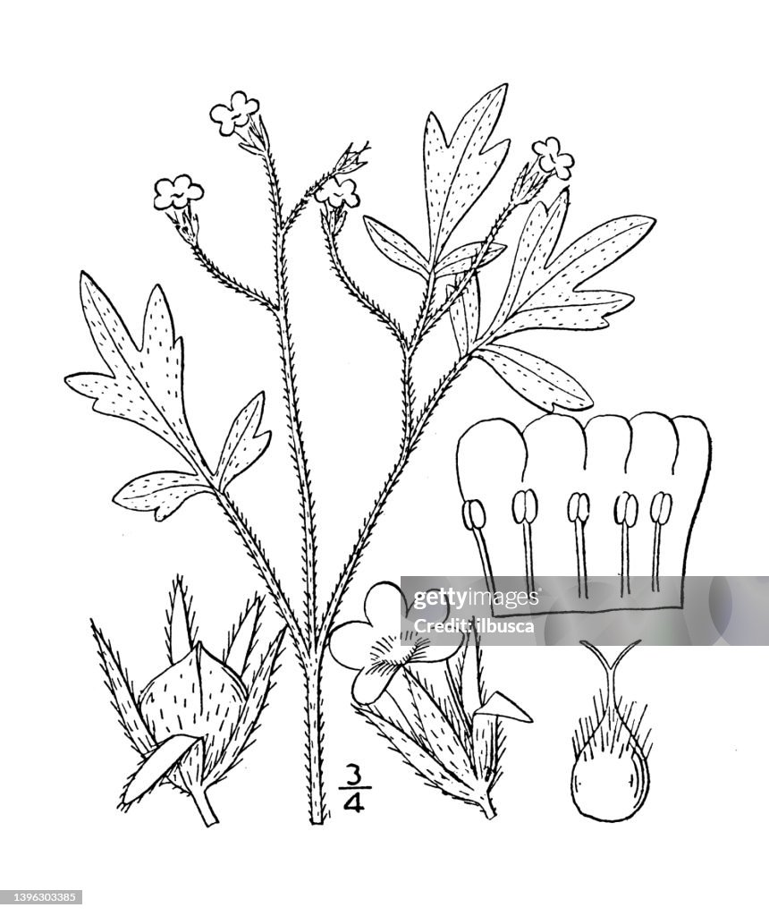 Antique botany plant illustration: Phacelia Covillei, Coville's phacelia