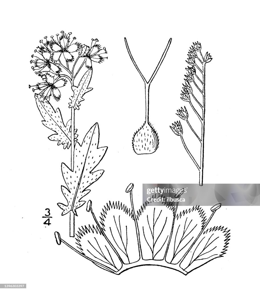 Antique botany plant illustration: Phacelia Purshii, Pursh's phacelia