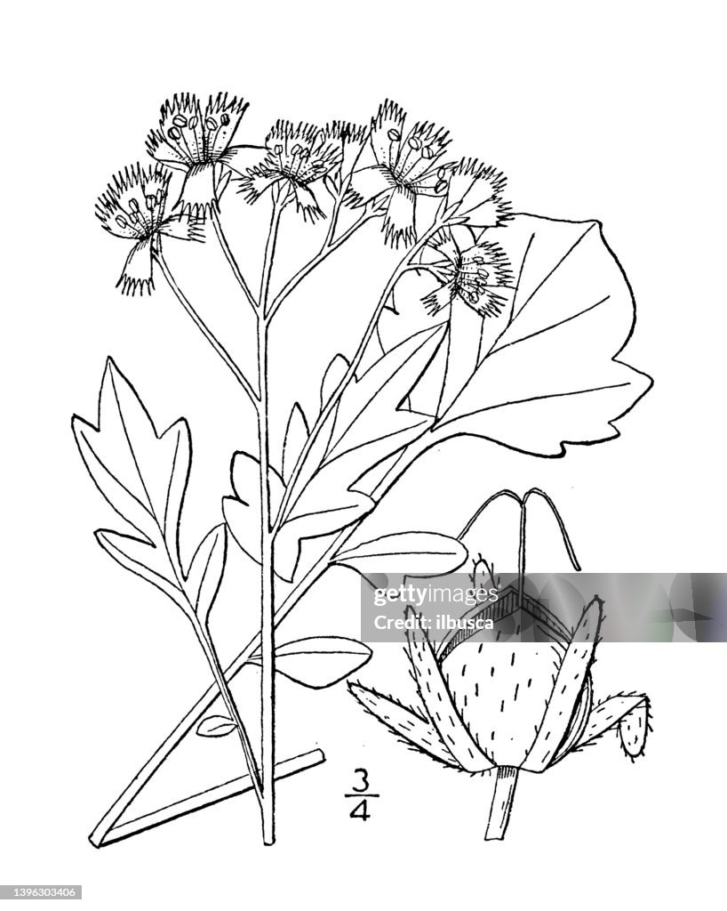 Antique botany plant illustration: Phacelia fimbriata, fringed phacelia