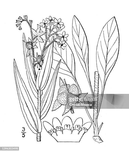 antique botany plant illustration: cynoglossum officinale, hound's tongue, gipsy flower - cynoglossum stock illustrations