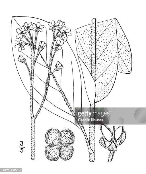 antique botany plant illustration: cynoglossum virginicum, wild comfrey - cynoglossum stock illustrations