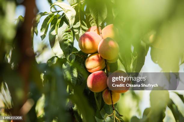 close up peach tree in the orchard - pfirsichbaum stock-fotos und bilder
