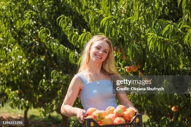 woman collect peaches at the garden - mujeres de mediana edad fotografías e imágenes de stock