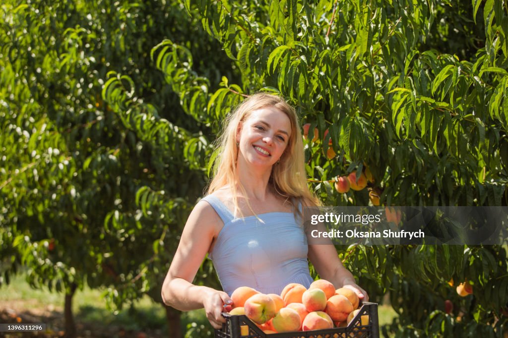 Woman collect peaches at the garden